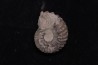 Hoplites benetianus - middle albian - courcelles quarry - near Troyes - Aube - France