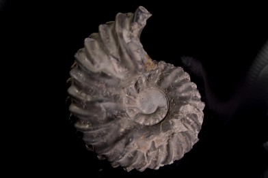 Hoplites benetianus  - middle albian - courcelles quarry - near Troyes - Aube - France