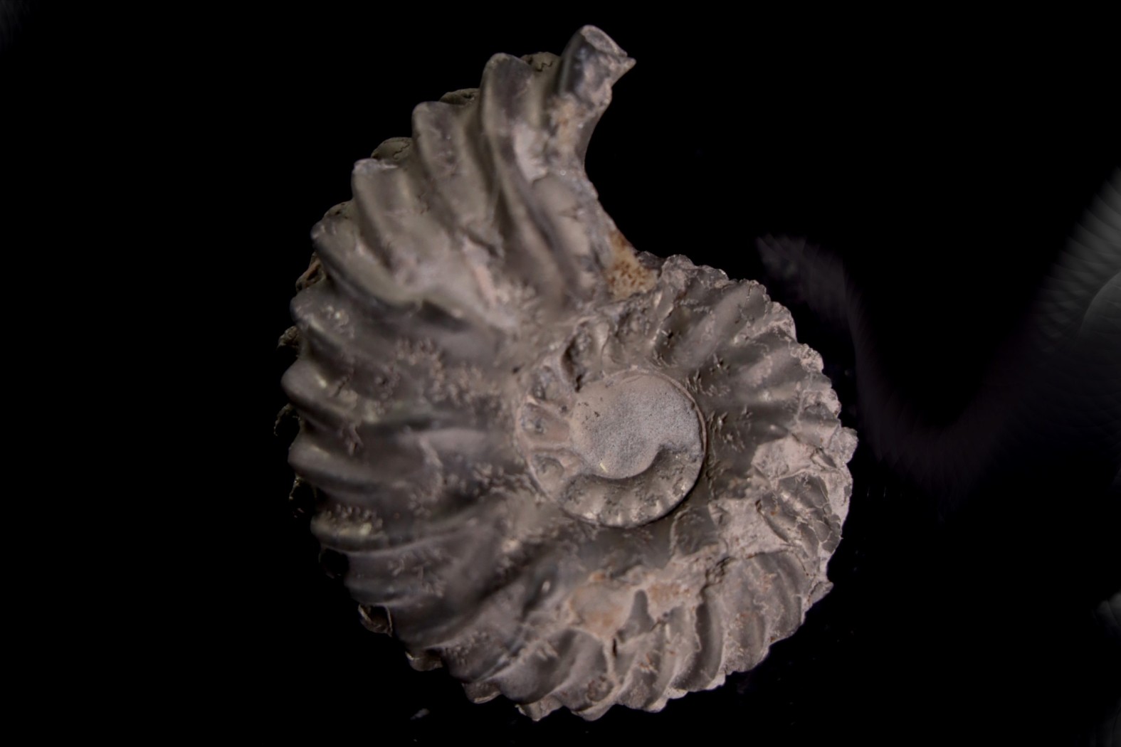 Hoplites benetianus - middle albian - courcelles quarry - near Troyes - Aube - France
