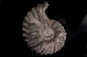 Hoplites benetianus - middle albian - courcelles quarry - near Troyes - Aube - France