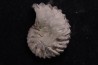 Hoplites benetianus - middle albian - courcelles quarry - near Troyes - Aube - France