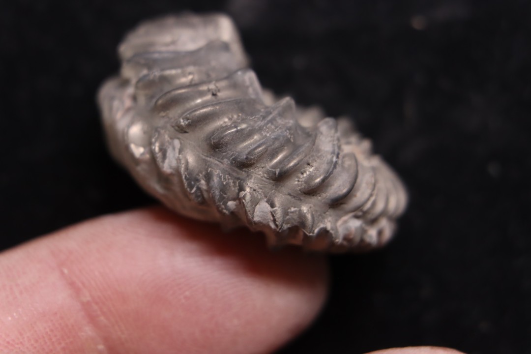 Hoplites benetianus  - middle albian - courcelles quarry - near Troyes - Aube - France