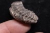 Hoplites benetianus - middle albian - courcelles quarry - near Troyes - Aube - France
