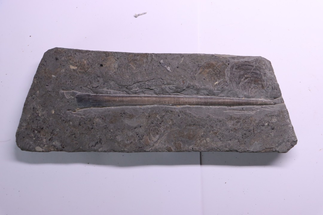 grand bélemnite 15 cm:  Youngibelus gigas - Toarcien inférieur - Holzmaden, Allemagne