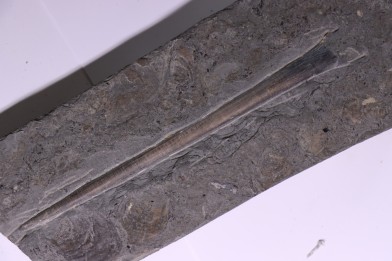 bélemnite:  Youngibelus gigas - lower Toarcian  Holzmaden, Germany