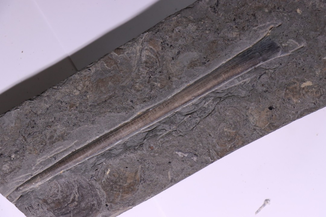 bélemnite:  Youngibelus gigas - lower Toarcian  Holzmaden, Germany