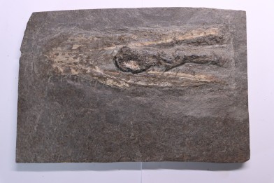 Tintenfisch: Loligosepia aalensis (Zieten)  toarcien inférieur  posidonienschiefer formation  carrière DOTTERNHAUSEN ,Germany