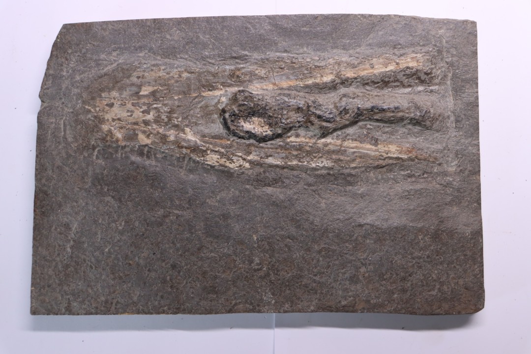 Tintenfisch: Loligosepia aalensis (Zieten)  toarcien inférieur  posidonienschiefer formation  carrière DOTTERN HAUSEN ,Germany