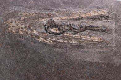 Tintenfisch: Loligosepia aalensis (Zieten)  toarcien inférieur  posidonienschiefer formation  carrière DOTTERNHAUSEN ,Germany