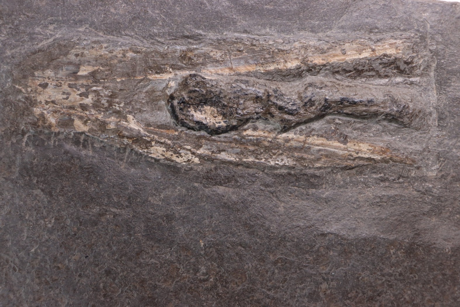 Tintenfisch: Loligosepia aalensis (Zieten) toarcien inférieur posidonienschiefer formation carrière DOTTERNHAUSEN ,Germany