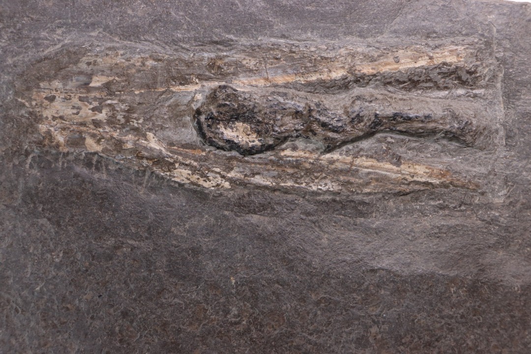 Tintenfisch: Loligosepia aalensis (Zieten)  toarcien inférieur  posidonienschiefer formation  carrière DOTTERNHAUSEN ,Germany