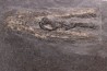 Tintenfisch: Loligosepia aalensis (Zieten) toarcien inférieur posidonienschiefer formation carrière DOTTERNHAUSEN ,Germany