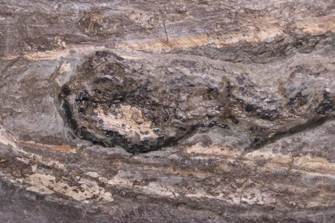 Tintenfisch: Loligosepia aalensis (Zieten)  toarcien inférieur  posidonienschiefer formation  carrière DOTTERN HAUSEN ,Germany