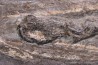 Tintenfisch: Loligosepia aalensis (Zieten) toarcien inférieur posidonienschiefer formation carrière DOTTERNHAUSEN ,Germany