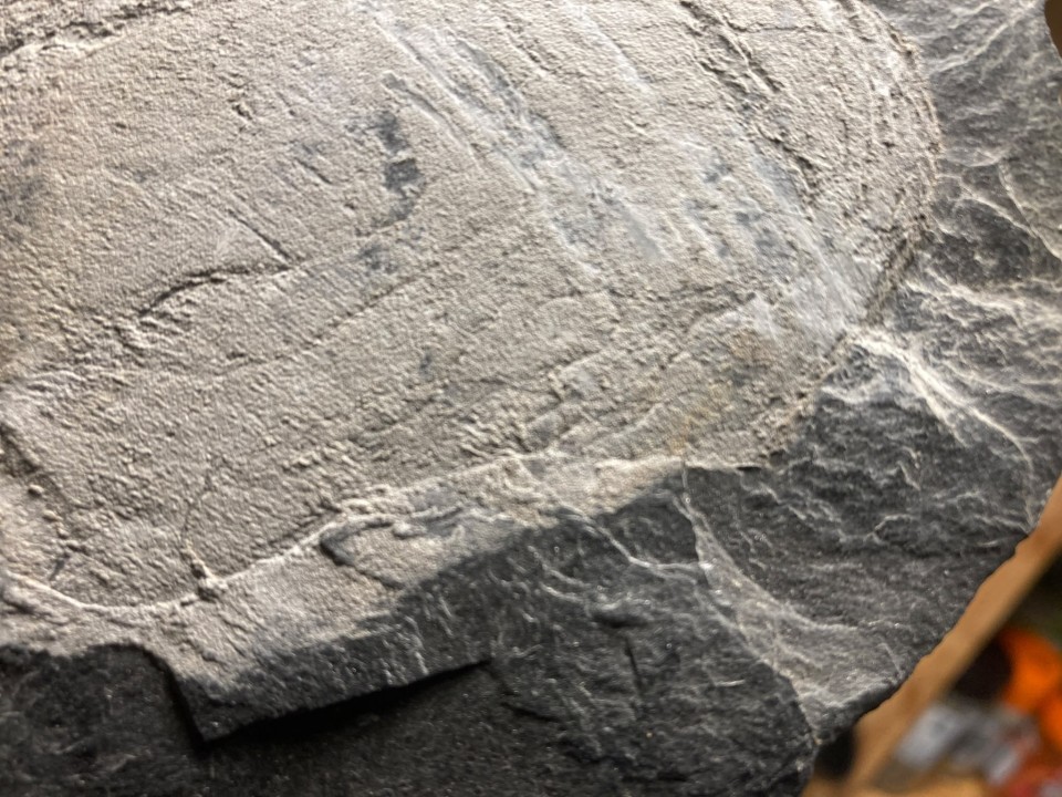 Ectillaenus giganteus - Ordovicien - Ardoisières d'Angers Trélazé (49)