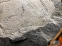 Ectillaenus giganteus - Ordovician - olds "Ardoisieres" d'Angers - Trélazé - FRANCE