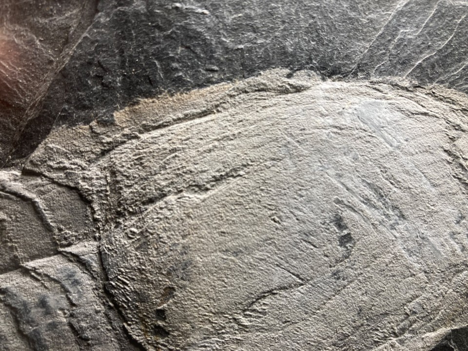 Ectillaenus giganteus - Ordovicien - Ardoisières d'Angers Trélazé (49)