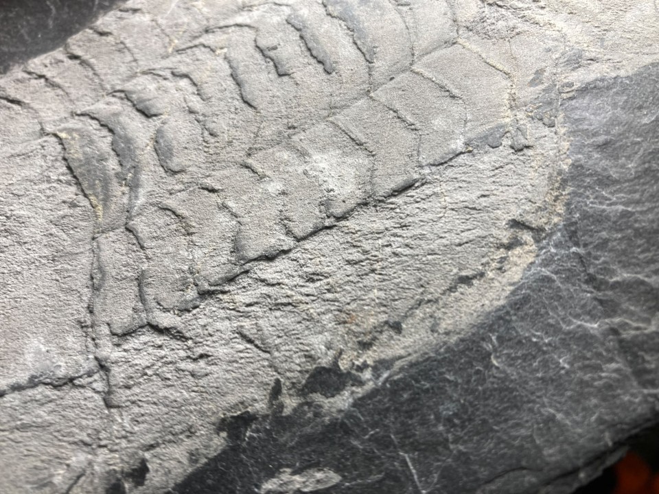 Ectillaenus giganteus - Ordovicien - Ardoisières d'Angers Trélazé (49)
