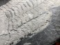 Ectillaenus giganteus - Ordovician - olds "Ardoisieres" d'Angers - Trélazé - FRANCE