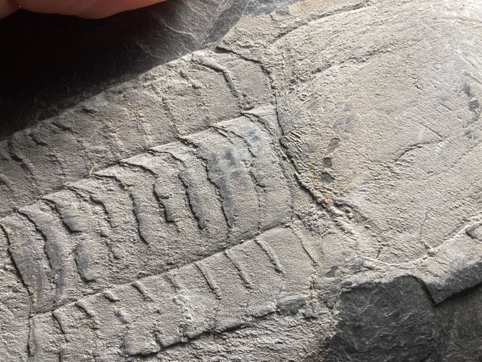 Ectillaenus giganteus - Ordovicien - Ardoisières d'Angers Trélazé (49)