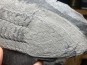 Ectillaenus giganteus - Ordovicien - Ardoisières d'Angers Trélazé (49)