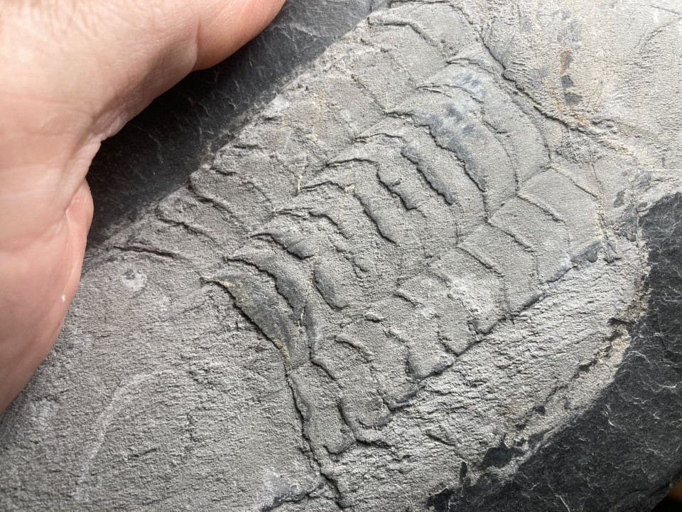 Ectillaenus giganteus - Ordovician - olds "Ardoisieres" d'Angers - Trélazé - FRANCE