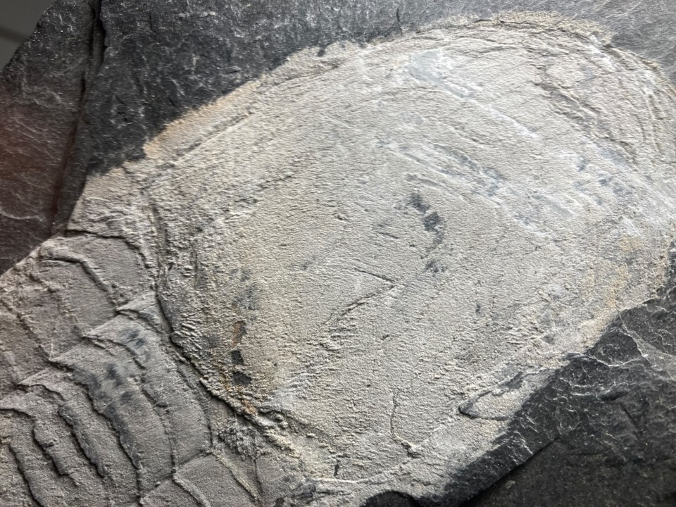 Ectillaenus giganteus - Ordovician - olds "Ardoisieres" d'Angers - Trélazé - FRANCE