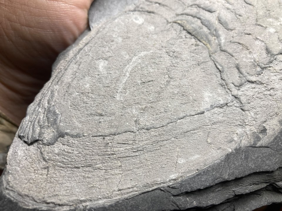 Ectillaenus giganteus - Ordovicien - Ardoisières d'Angers Trélazé (49)