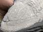 Ectillaenus giganteus - Ordovicien - Ardoisières d'Angers Trélazé (49)