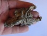 THALASSINA ANOMALA (5)