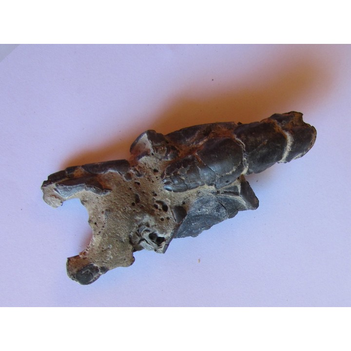 THALASSINA ANOMALA (6)