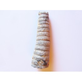 orthoceras: Michelinoceras michelini (1)