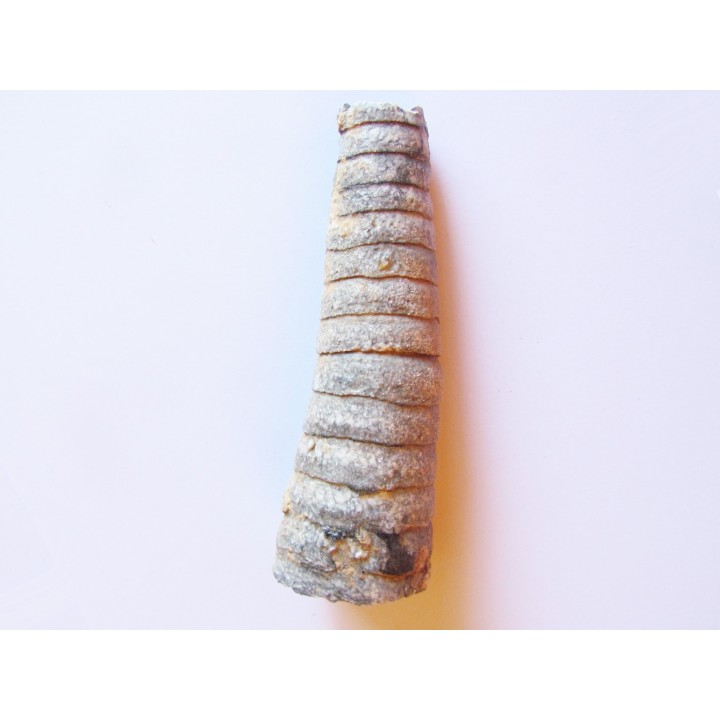 orthoceras: Michelinoceras michelini (1)