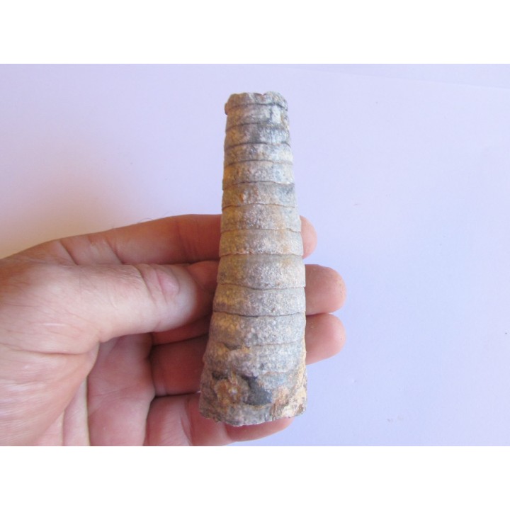 orthoceras: Michelinoceras michelini (1)