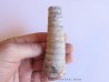 orthoceras: Michelinoceras michelini (1)