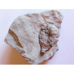 Cystoides holocystites scutellatus (1)