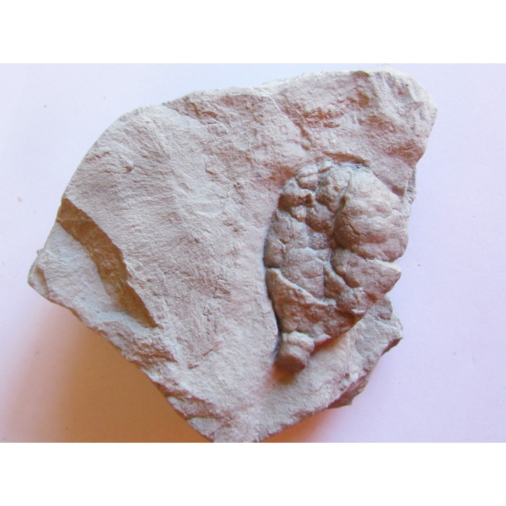 Cystoides holocystites scutellatus (1)