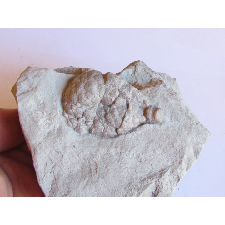 Cystoides holocystites scutellatus (1)