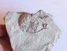 Cystoides holocystites scutellatus (1)