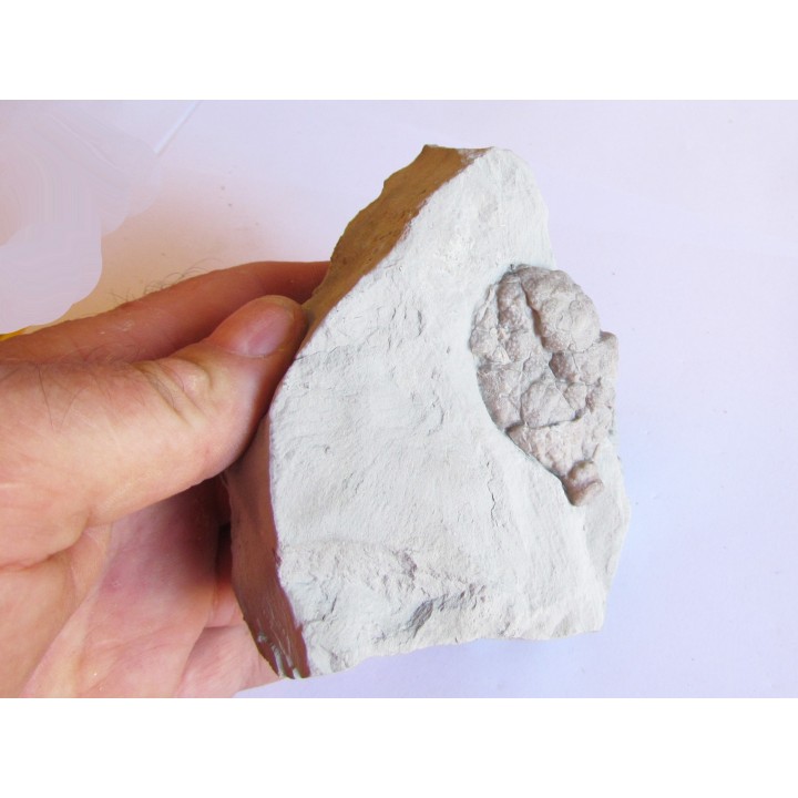 Cystoides holocystites scutellatus (1)
