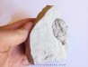 Cystoides holocystites scutellatus (1)