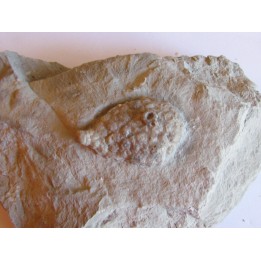 Cystoides holocystites scutellatus (1)