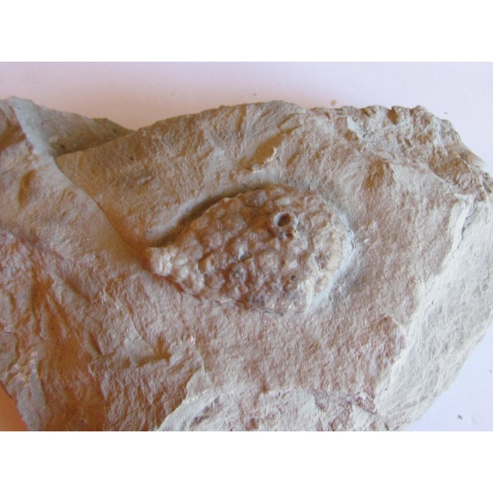 Cystoides holocystites scutellatus (1)