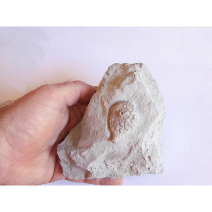 Cystoides holocystites scutellatus (1)