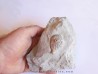 Cystoides holocystites scutellatus (1)