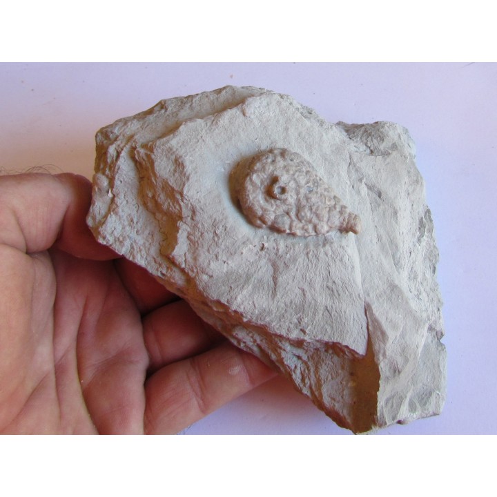 Cystoides holocystites scutellatus (1)