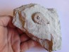 Cystoides holocystites scutellatus (1)