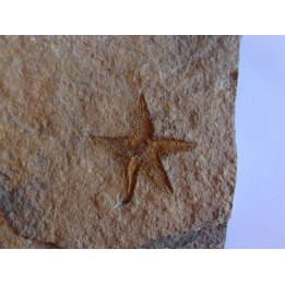 PROTOPALEASTER SP. (1)