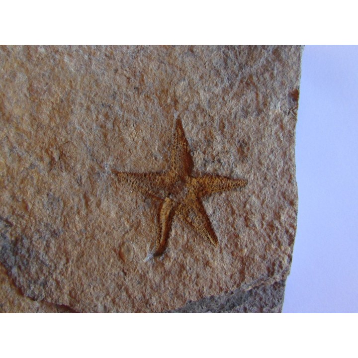 PROTOPALEASTER SP. (1)