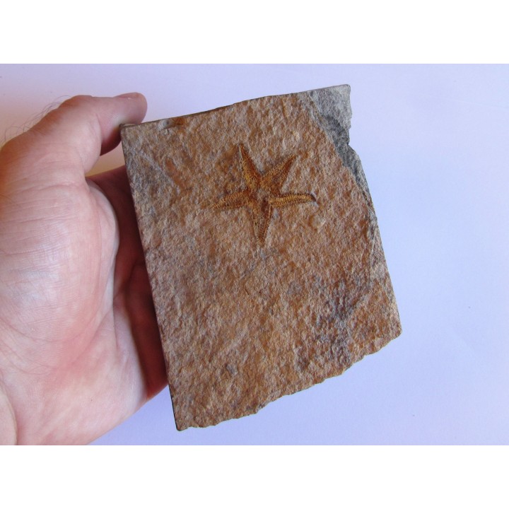 PROTOPALEASTER SP. (1)